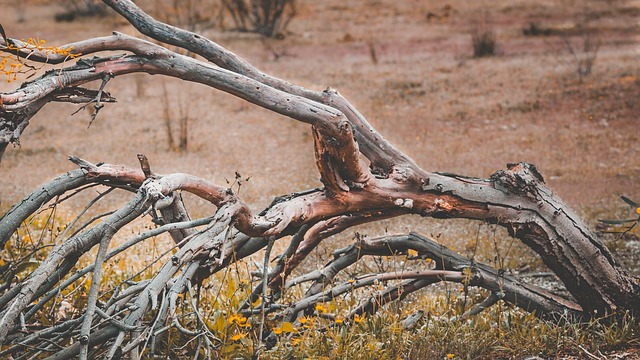 dead-tree-exposed-branch